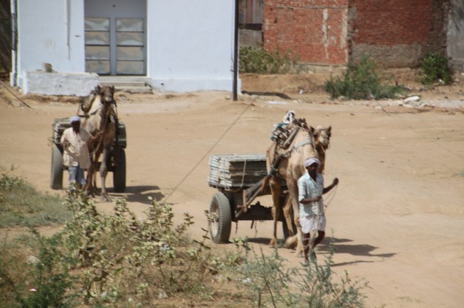 Paseo en camello jaipur IMG_0501 (2)