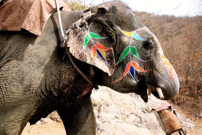 Elefante en jaipur IMG_0204 (2)