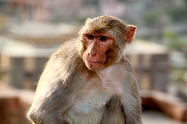 Mono jaipur IMG_0389 (2)