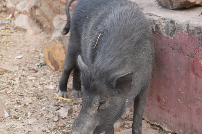Jaipur, jabali