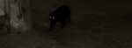El gato negro